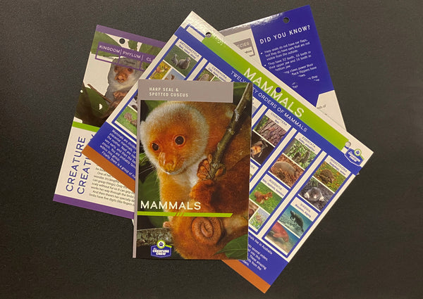 Meet the Mammals: Warm, Wild & Wonderful